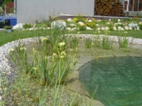 Vodné rastliny do jazierka