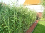 Szubsztrátum vizinövényekhez 25 kg